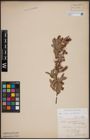Foto von Salix aurita L. x Salix myrtilloides L.